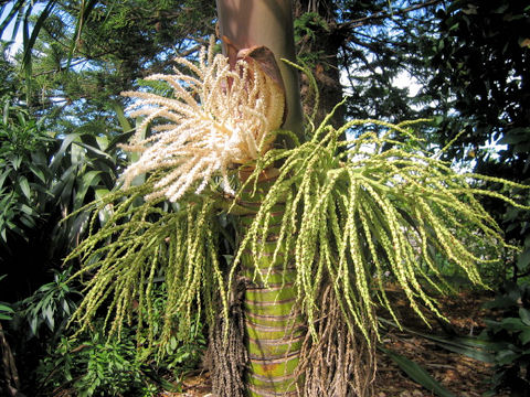 ユスラヤシ (Archontophoenix alexandrae)