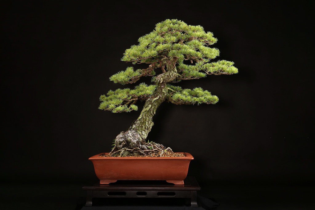 五葉松 約150年 | 雨竹亭オンラインショップ