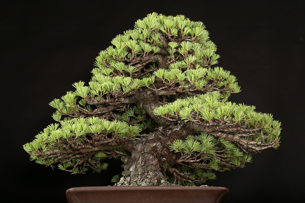 那須五葉松 約100年 | 雨竹亭オンラインショップ