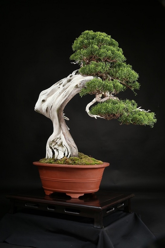 真柏 約250年 | 雨竹亭オンラインショップ