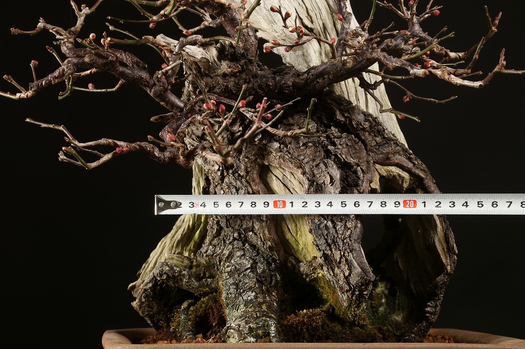 野梅（白一重咲・米良性）約100年 | 雨竹亭オンラインショップ