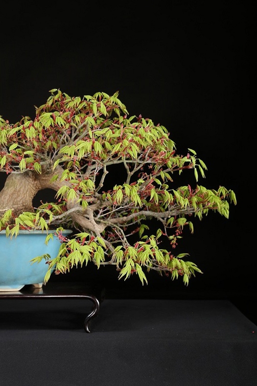 値引き、必見！完成木山もみじ、30年以上持込