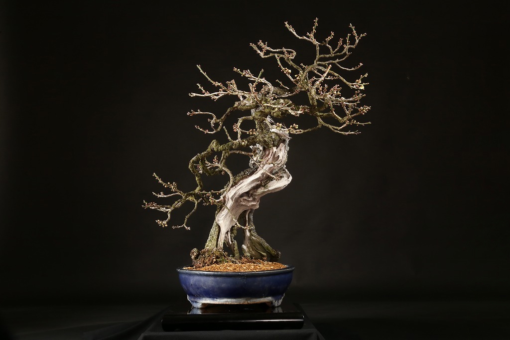 野梅（白一重咲）約100年 | 雨竹亭オンラインショップ