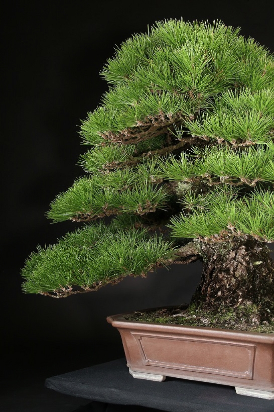 黒松 約120年 | 雨竹亭オンラインショップ