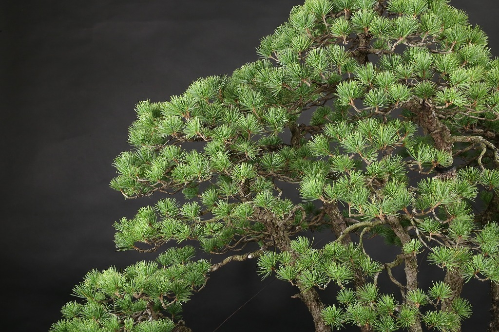 五葉松根連り石付 約80年 | 雨竹亭オンラインショップ