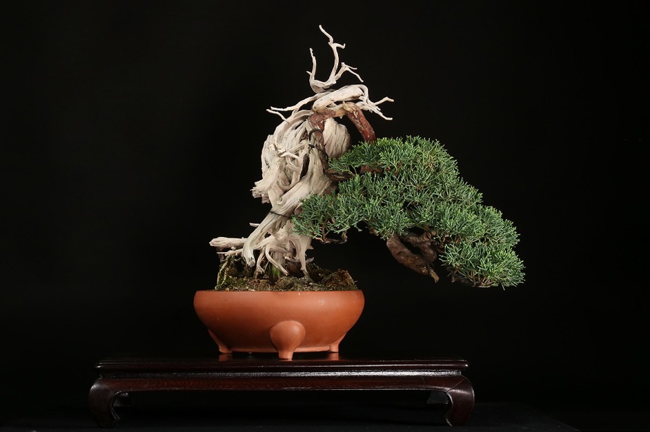 真柏 約80年 | 雨竹亭オンラインショップ