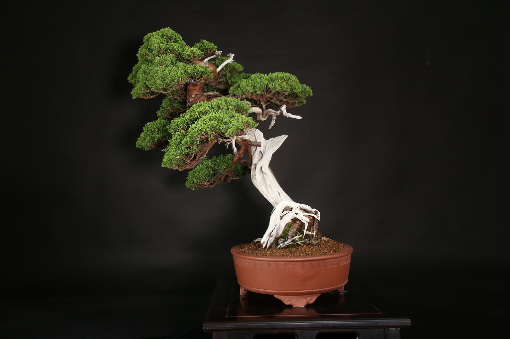 糸魚川真柏 約200年 | 雨竹亭オンラインショップ