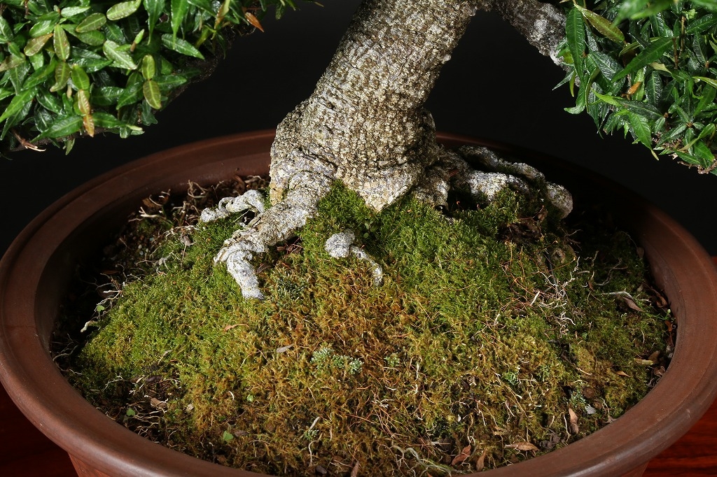 縮緬葛 約60年 | 雨竹亭オンラインショップ