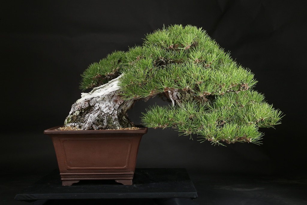 黒松 約150年 | 雨竹亭オンラインショップ