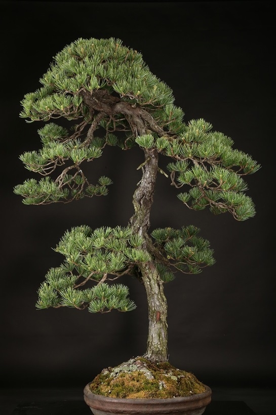 五葉松 約120年 | 雨竹亭オンラインショップ