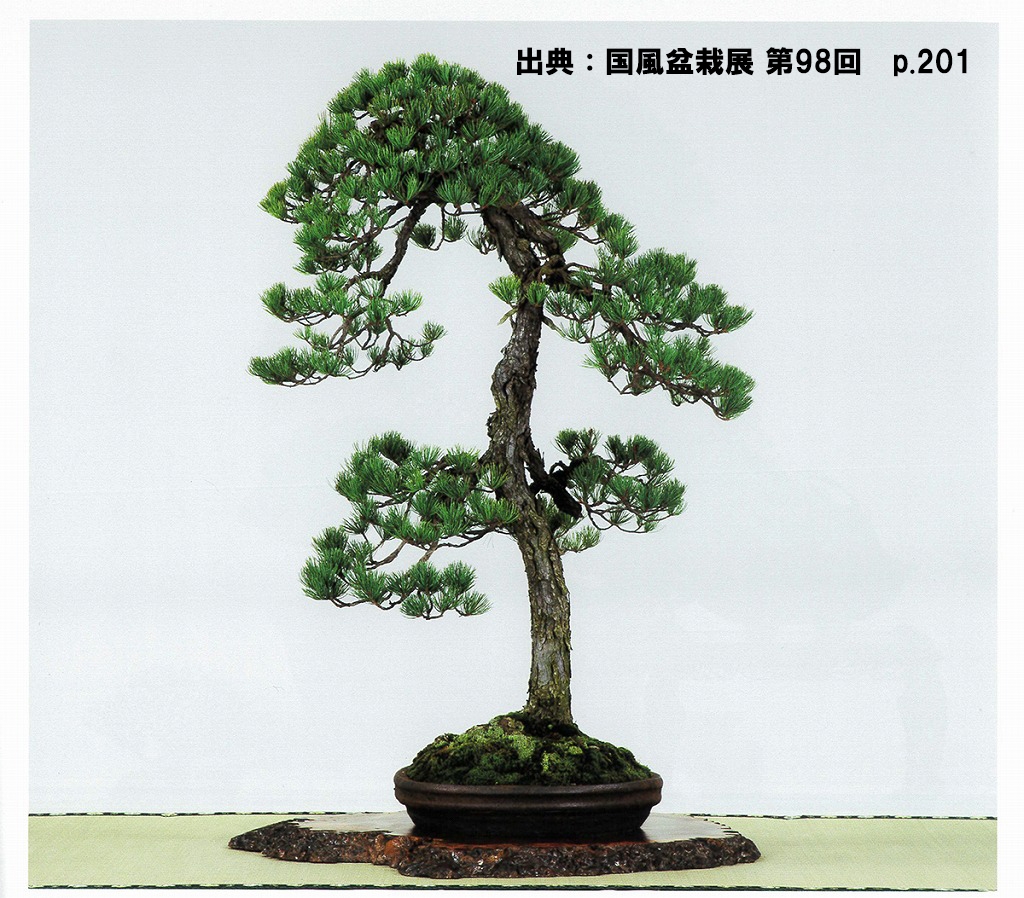 五葉松 約120年 | 雨竹亭オンラインショップ