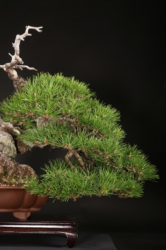 黒松 約70年 | 雨竹亭オンラインショップ