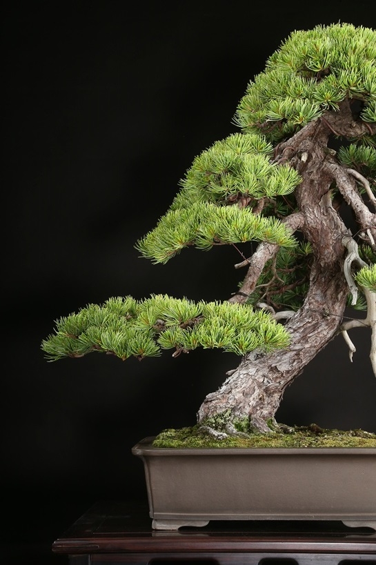 五葉松 約120年 | 雨竹亭オンラインショップ