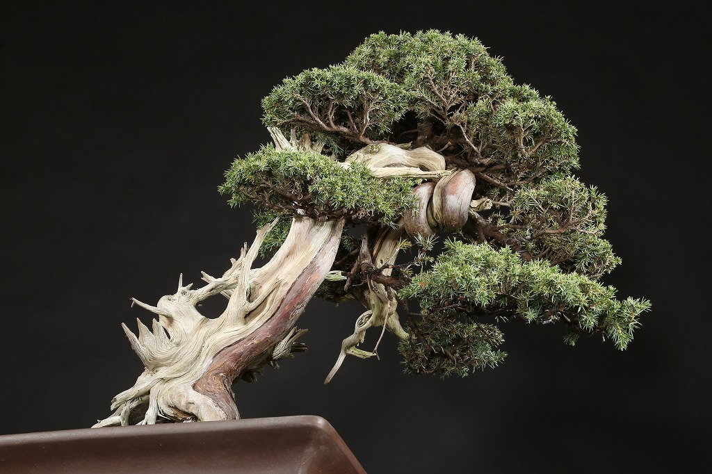 杜松 約150年 | 雨竹亭オンラインショップ