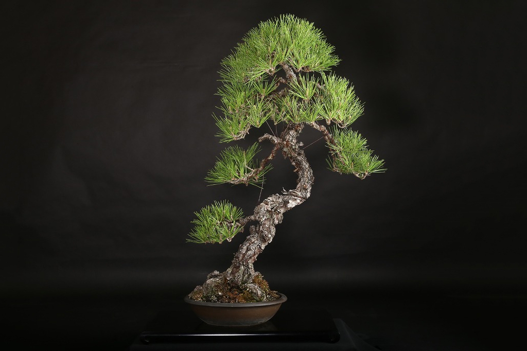 黒松 約80年 | 雨竹亭オンラインショップ