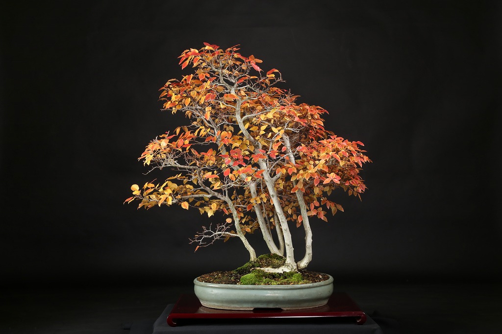 イワシデ 約60年 | 雨竹亭オンラインショップ