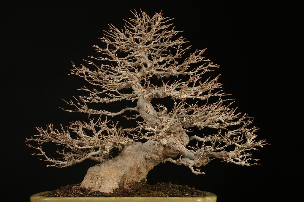 楓 約60年 | 雨竹亭オンラインショップ