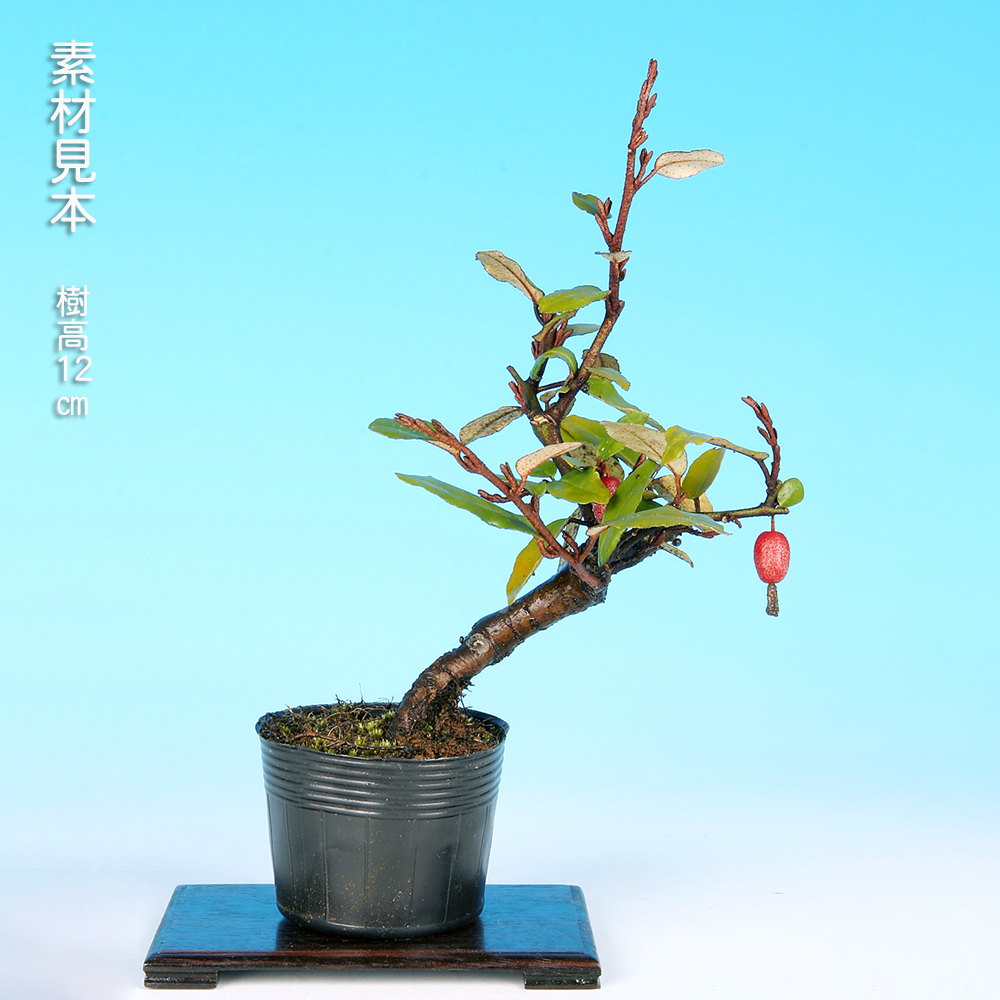 丸葉寒ぐみ(交配用) | 盆栽、盆栽書籍、盆栽鉢の通販│近代出版