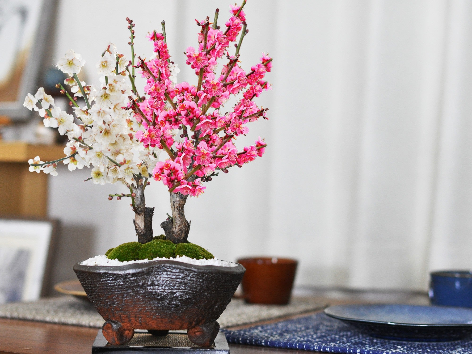 紅梅と白梅の二本植えの盆栽｜盆栽妙 – 盆栽妙 本店