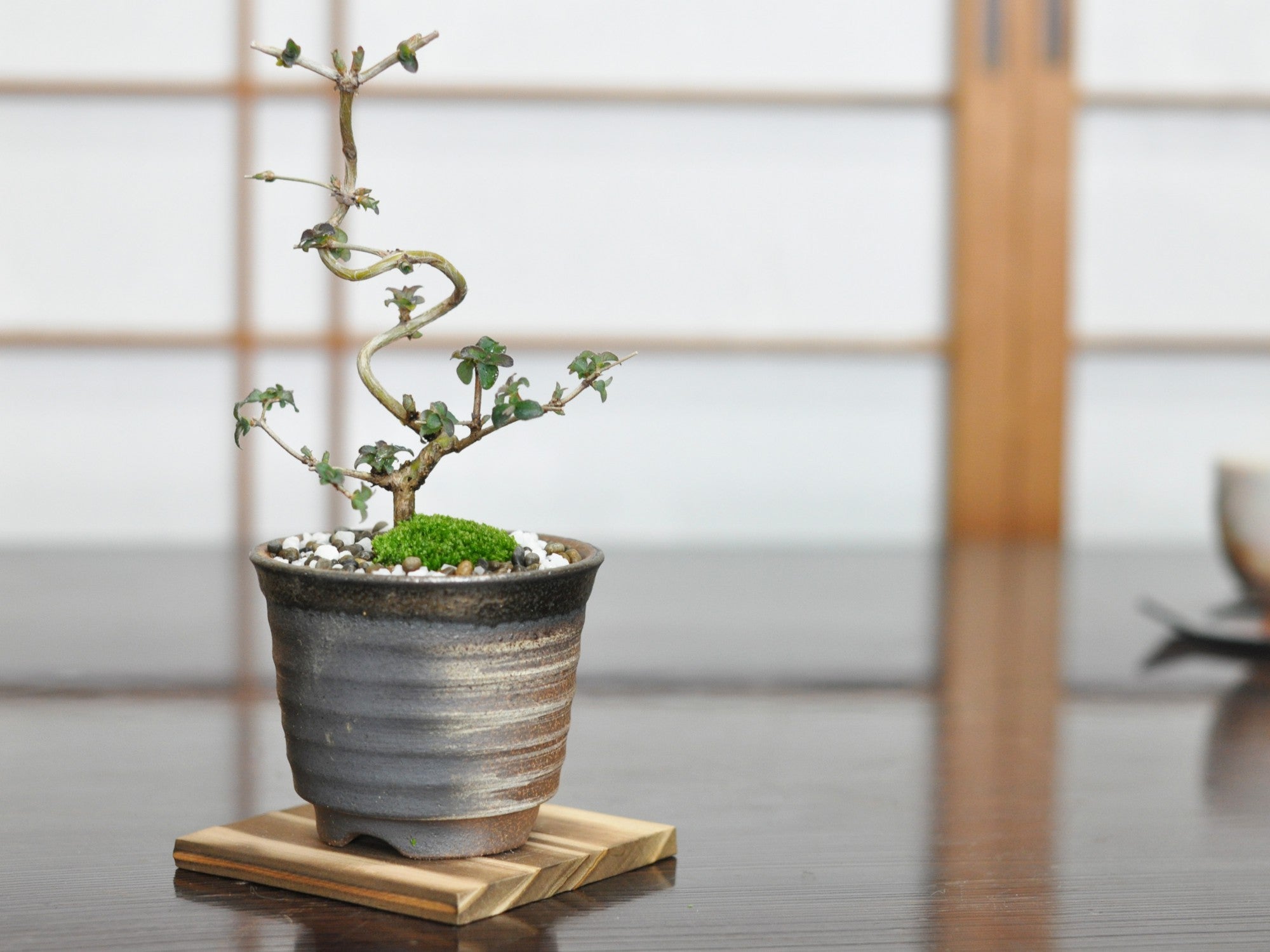 ウグイスカグラ(鶯神楽)の盆栽の盆栽の販売｜盆栽妙 – 盆栽妙 本店