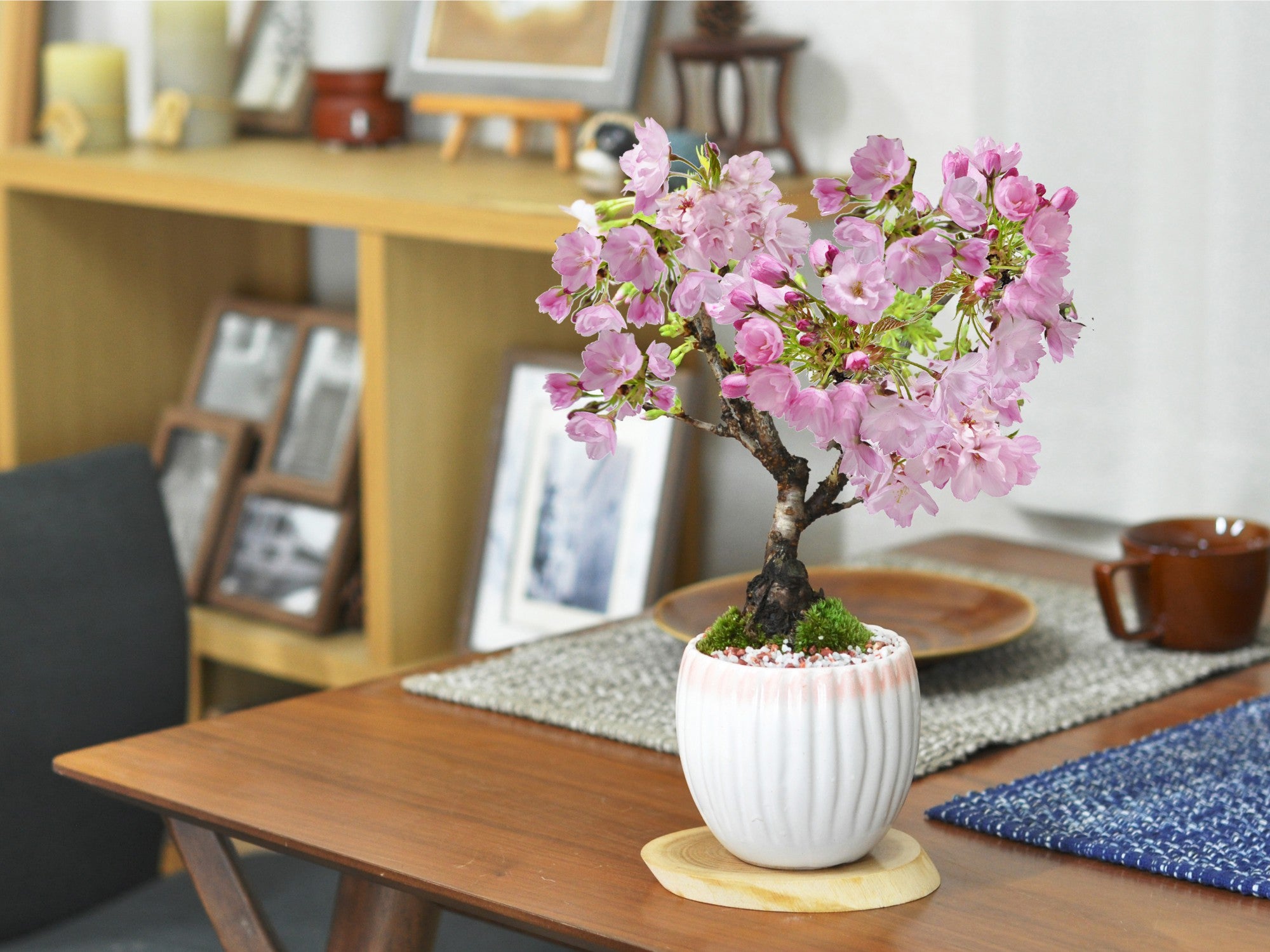 開花調整 5月に咲く桜 白桃モダン鉢の盆栽の販売｜盆栽妙 – 盆栽妙 本店