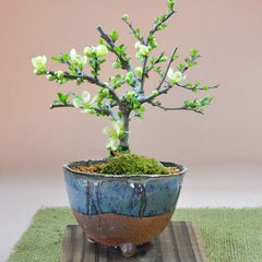 長寿梅 白花 信楽鉢の盆栽を販売｜はじめる専門店 盆栽妙 – 盆栽妙 本店