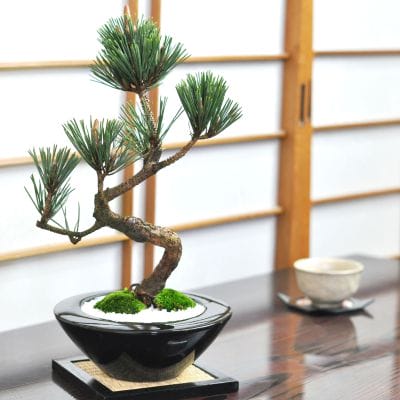 根上がりの黒松盆栽の盆栽を販売｜入門は盆栽妙 – 盆栽妙 本店