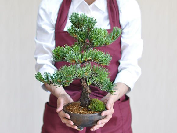 鬼無の盆栽 五葉松を販売｜ 盆栽妙 – 盆栽妙 本店