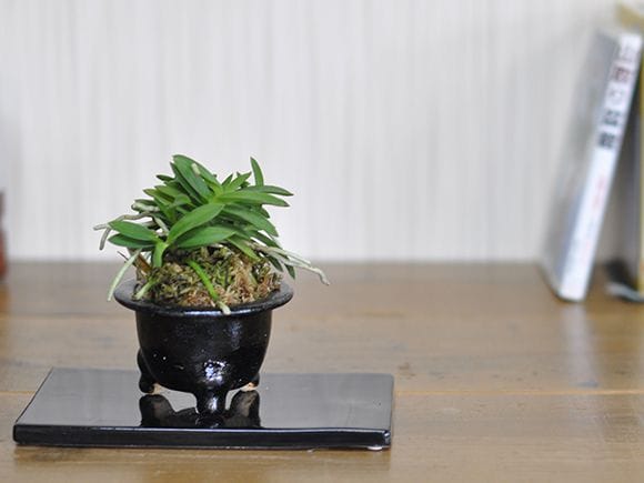 富貴ラン 蘭の盆栽を販売｜盆栽妙 – 盆栽妙 本店