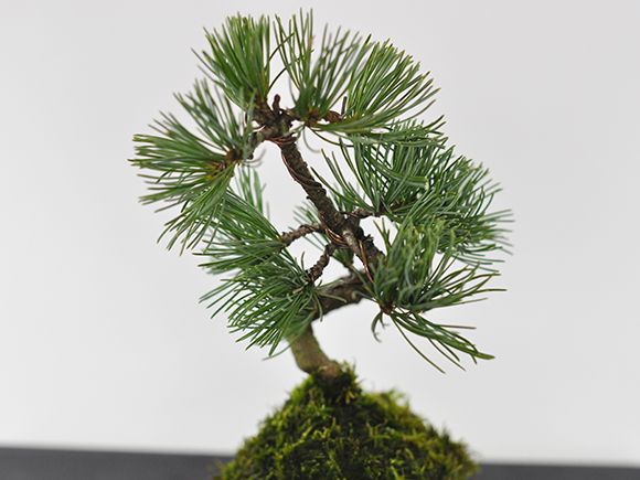 五葉松の苔玉を販売｜盆栽妙 – 盆栽妙 本店