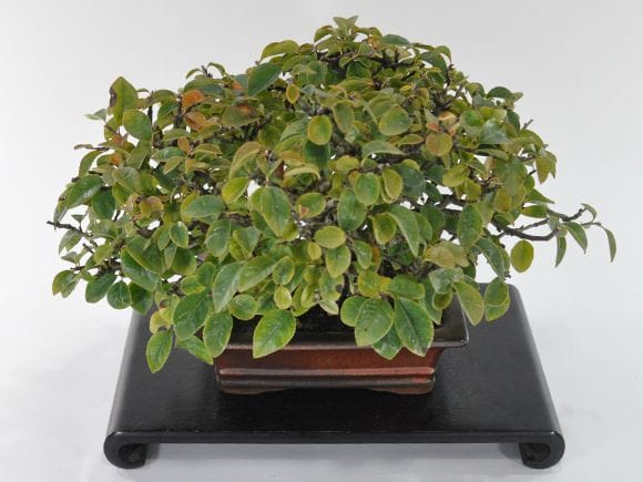 一点物 匠の盆栽】カリンの盆栽を販売｜盆栽妙 – 盆栽妙 本店