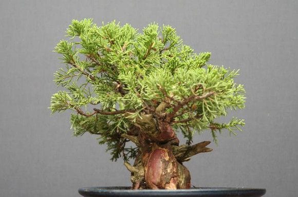 糸魚川真柏 小品盆栽 樹齢30年の一点物盆栽を販売｜盆栽妙 – 盆栽妙 本店