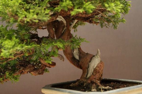 糸魚川真柏 小品盆栽 樹齢25年の一点物盆栽を販売｜盆栽妙 – 盆栽妙 本店