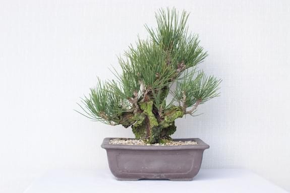 一点物 匠の盆栽】 夢錦 No.178｜盆栽妙 – 盆栽妙 本店