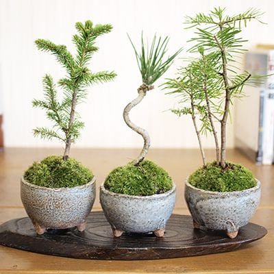 五葉松 大品盆栽 樹齢35年の一点物盆栽を販売｜盆栽妙 – 盆栽妙 本店