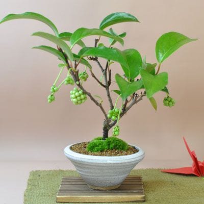 西洋カマツカの盆栽を販売｜父の日プレゼントの盆栽妙 – 盆栽妙 本店