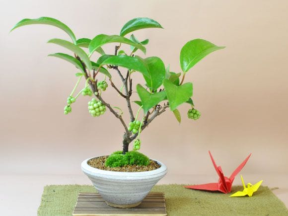 美男かずらの盆栽を販売｜入門は盆栽妙 – 盆栽妙 本店