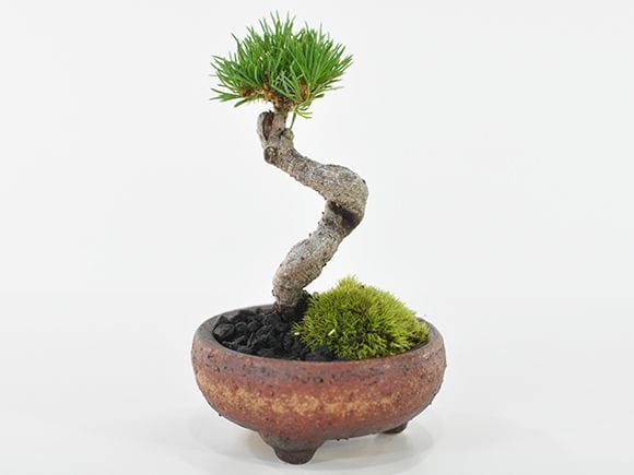 九重五葉松の盆栽を販売｜盆栽妙 – 盆栽妙 本店