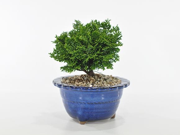 ミニ津山檜の盆栽を販売｜盆栽妙 – 盆栽妙 本店