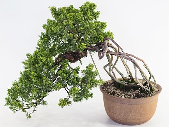懸崖の根上がりの真柏｜盆栽妙 – 盆栽妙 本店