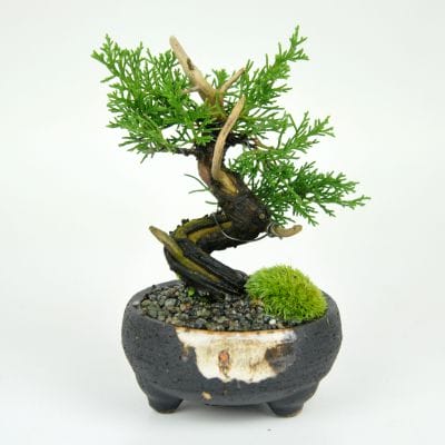 真柏（シンパク）盆栽の販売｜盆栽妙 – 盆栽妙 本店