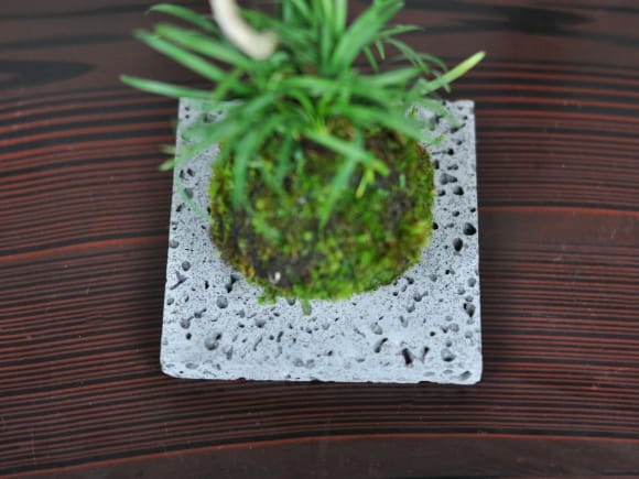 溶岩石の苔玉置き 大 16cmを販売｜盆栽妙 – 盆栽妙 本店