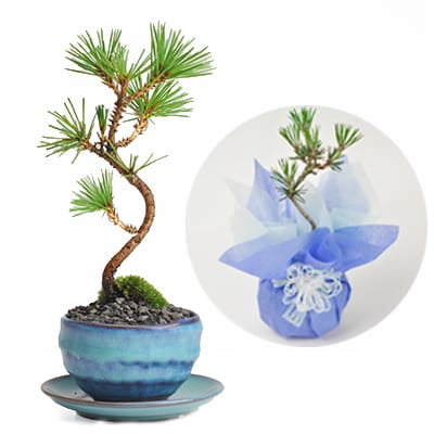 四国五葉松 豆盆栽 樹齢10年の一点物盆栽を販売｜盆栽妙 – 盆栽妙 本店