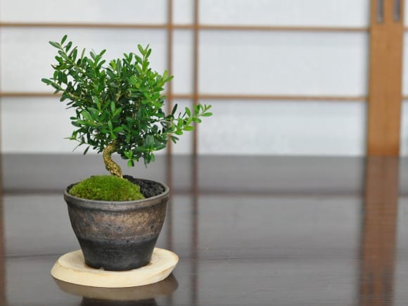 台湾ツゲの盆栽を販売｜盆栽妙 – 盆栽妙 本店