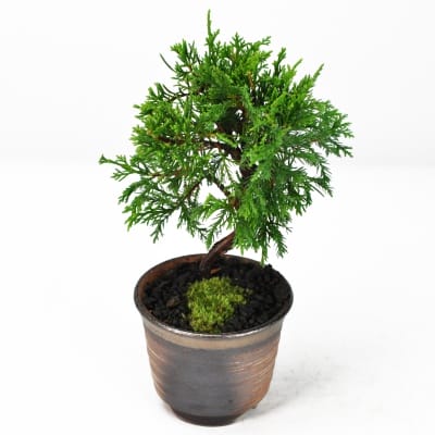 真柏（シンパク）盆栽の販売｜盆栽妙 – 盆栽妙 本店