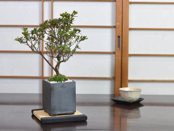 さつき 深山満月の盆栽を販売｜盆栽妙 – 盆栽妙 本店