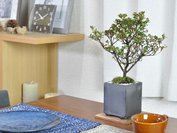 さつき 深山満月の盆栽を販売｜盆栽妙 – 盆栽妙 本店