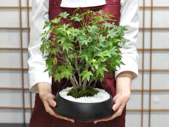 山もみじの寄せ植え 太幹 モダンの盆栽を販売｜盆栽妙 – 盆栽妙 本店