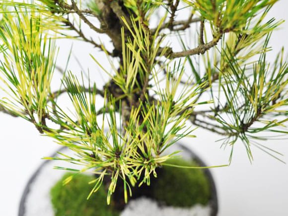 蛇の目松の盆栽を販売｜盆栽妙 – 盆栽妙 本店