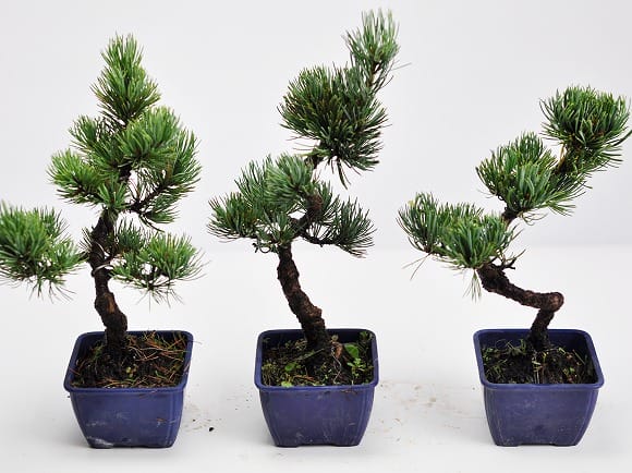五葉松小 素材 10本セットの盆栽を販売｜盆栽妙 – 盆栽妙 本店